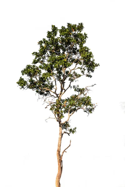 Bäume Isoliert Weißen Hintergrund — Stockfoto