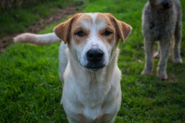 Dog Playing Stare — Stock Photo, Image