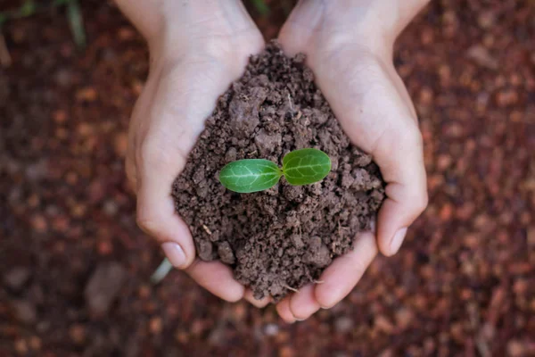 Planten Van Bomen Maken Een Levende Concept Aanplant Boom — Stockfoto