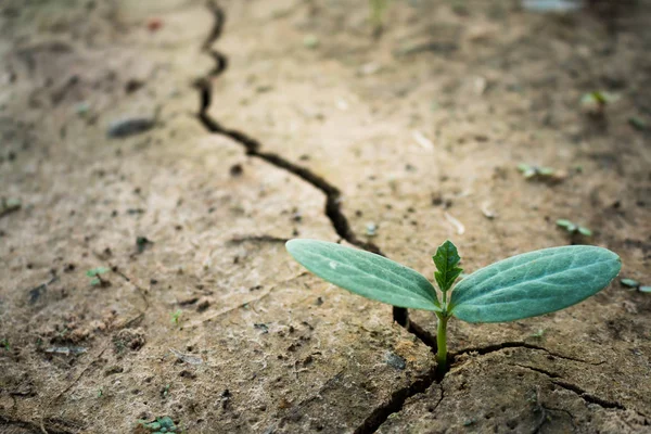 Vivir Con Sequía Árboles Concepto Árbol Renacido — Foto de Stock