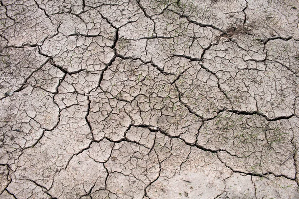 Посуха Рисових Полях Концепція Посухи — стокове фото