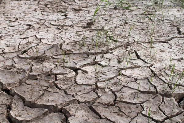 Drought in rice fields, Concept drought.