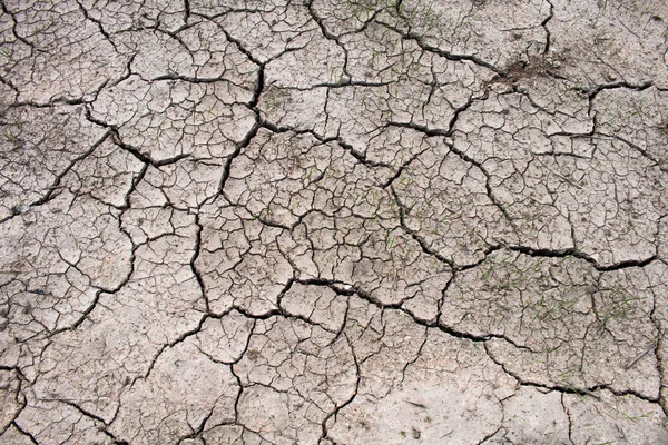 Drought Rice Fields Concept Drought — Stock Photo, Image