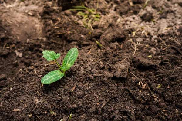 Aanplant Van Boom Plantgoed Close — Stockfoto