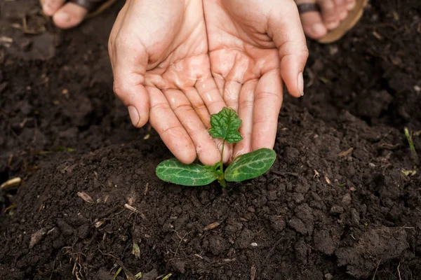 Aanplant Van Boom Plantgoed Close — Stockfoto