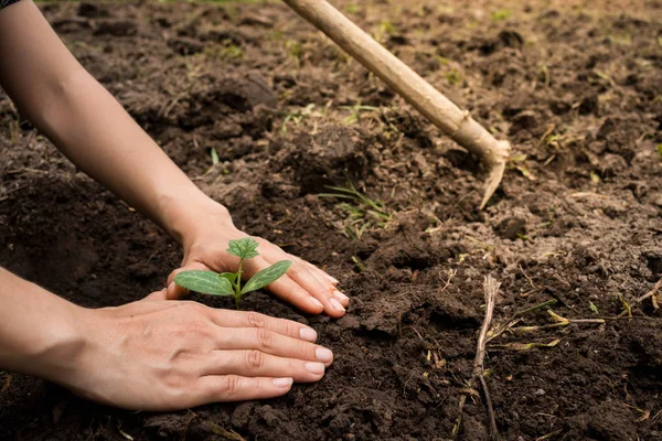 Aanplant Van Boom Plantgoed Close — Stockfoto