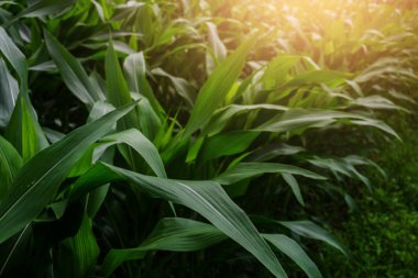 Yeşil mısır Bahçe yakın çekim.