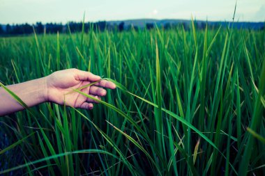 Kız üzerinde yeşil bir alana ayakta.