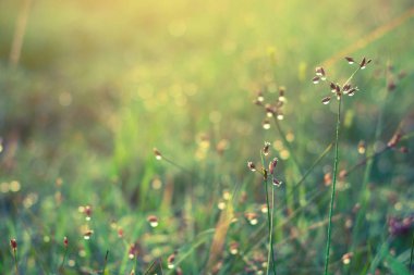 Damla su çimenlerin üzerinde kapat.