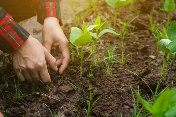 Landbouw beheert moestuin groeien. — Stockfoto