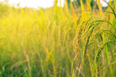 Altın pirinç tarlasını kapatın.