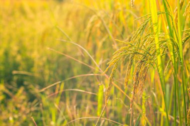 Altın pirinç tarlasını kapatın.