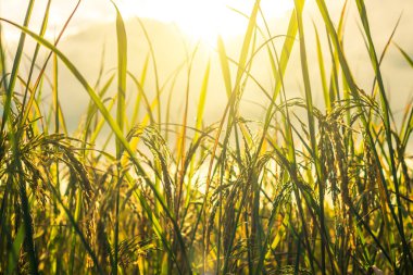 Altın pirinç tarlasını kapatın.