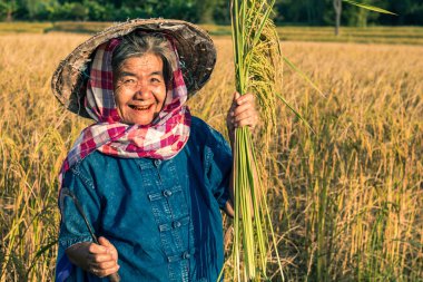 Pirinç hasadı ile Çiftçi, Konsept çiftçi.