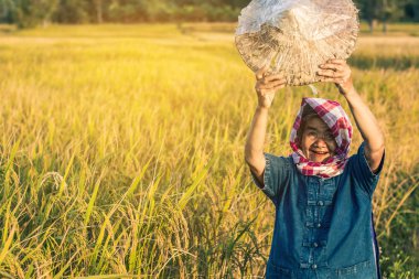 Pirinç hasadı ile Çiftçi, Konsept çiftçi.
