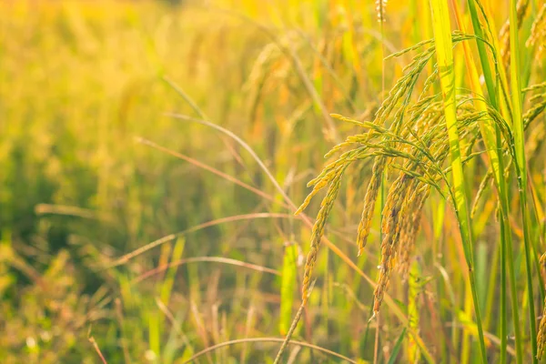 Altın pirinç tarlasını kapatın.