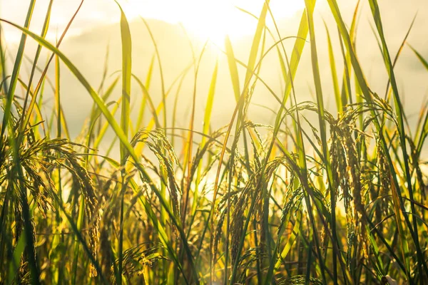 Altın pirinç tarlasını kapatın.