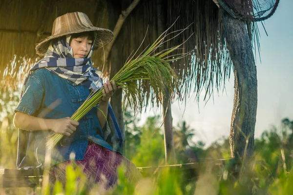 Woman farmer is harvesting rice in Thailand, Concept farmer.