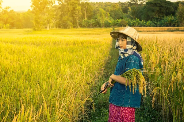 Kadın çiftçi Tayland pirinç hasat, konsept çiftçi.