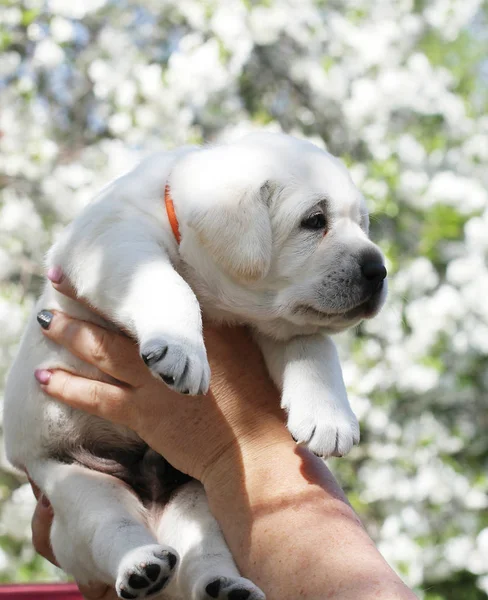 Cute Yellow Labrador Puppy Sitting Park Spring — Stock Photo, Image