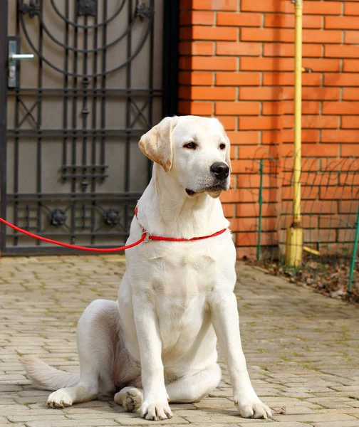 Puistossa Istuva Keltainen Labradorinnoutaja — kuvapankkivalokuva