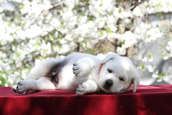 春の公園で座っている小さなかわいい黄色のラブラドール子犬 — ストック写真