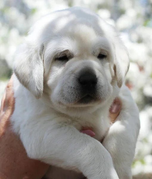 Een Kleine Schattige Gele Labrador Puppy Zit Het Park Het — Stockfoto