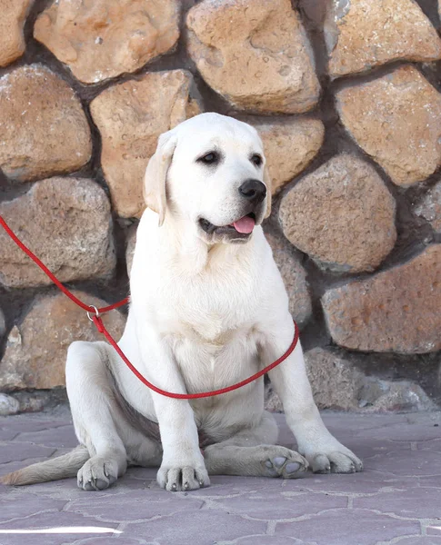 Gelber Labrador Sitzt Park — Stockfoto