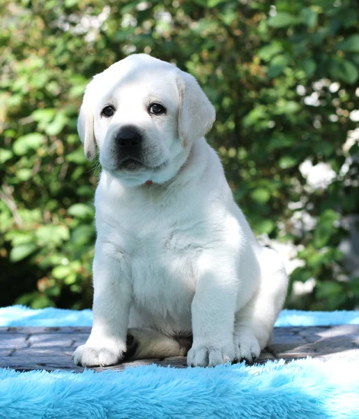 Roztomilý Žlutý Labrador Štěně Sedící Modrém Pozadí — Stock fotografie