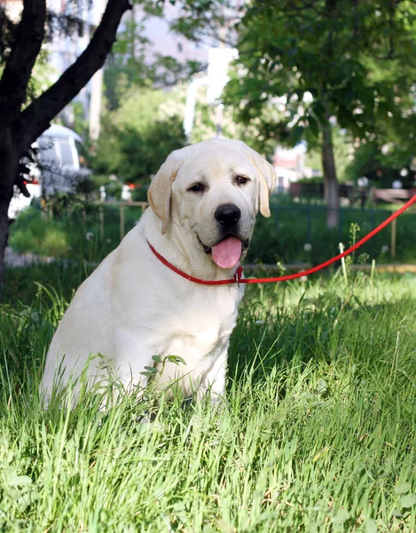 Labrador Jaune Assis Dans Portrait Parc — Photo