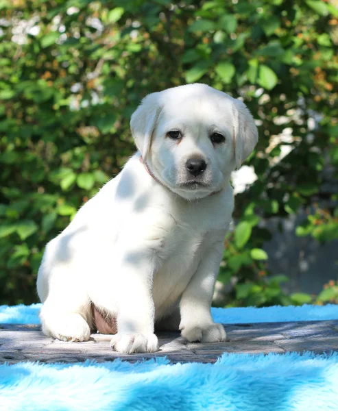 Mały Żółty Szczeniak Labrador Siedzi Niebieskim Tle — Zdjęcie stockowe