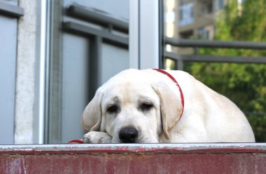park portre oturan sarı sevimli labrador