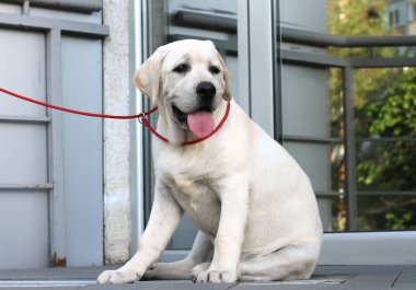 park portre oturan sarı sevimli labrador
