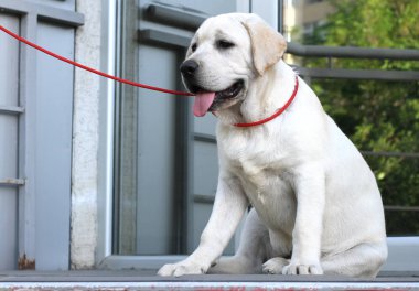park portre oturan sarı sevimli labrador