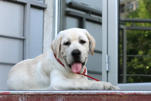 Labrador Amarillo Lindo Sentado Retrato Del Parque Cerca — Foto de Stock