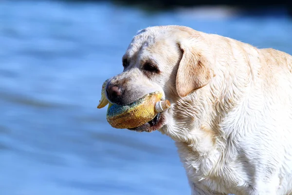 Yellow Labrador Playing Sea Summer Toy — Stock Photo, Image