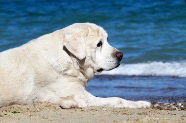 sarı labrador denizde yaz aylarında oynamaya yakın çekim