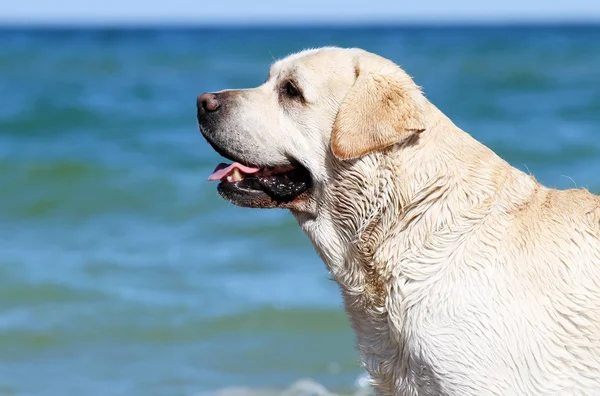 Yellow Labrador Grając Morzu Latem Portretem Zabawka — Zdjęcie stockowe