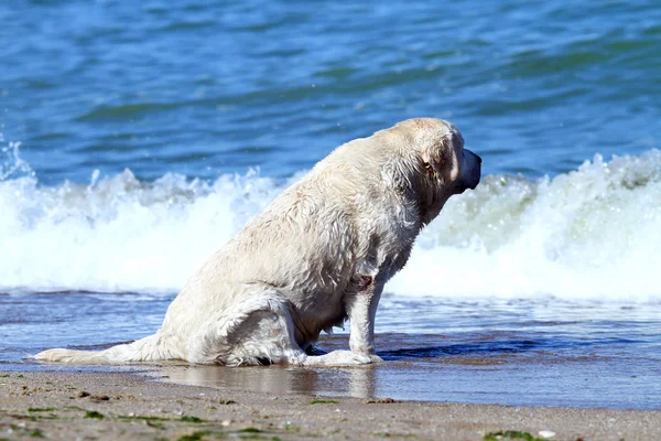 Labrador Amarillo Jugando Mar Verano Con Retrato Juguete —  Fotos de Stock