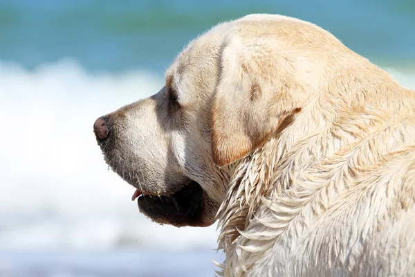 Gele Labrador Spelen Bij Zee Zomer Close — Stockfoto