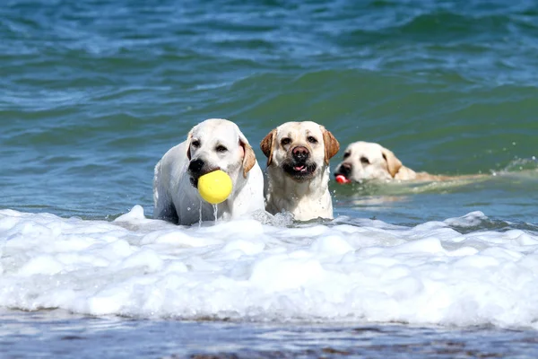 Tres Labrador Amarillo Nadando Mar Con Juguetes Verano —  Fotos de Stock