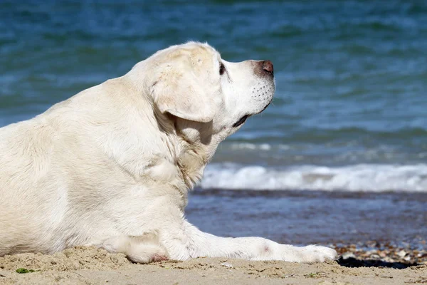Een Gele Labrador Spelen Bij Zee Zomer Portret — Stockfoto