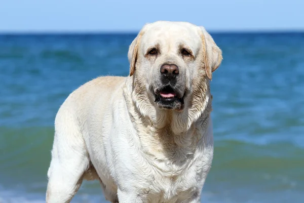 Zoete Gele Labrador Spelen Bij Zee Zomer Portret — Stockfoto