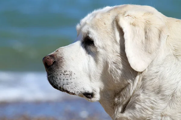 Een Zoete Gele Labrador Spelen Bij Zee Zomer Portret — Stockfoto