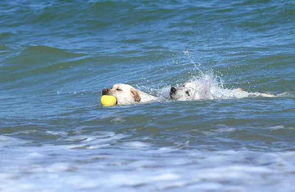 Twee Zoete Gele Labrador Zwemmen Zee Met Speelgoed Zomer — Stockfoto