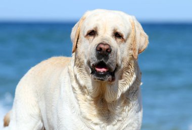 Yaz portre denizde oynayan sarı labrador
