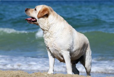 tatlı sarı labrador denizde yaz aylarında oynamaya yakın çekim