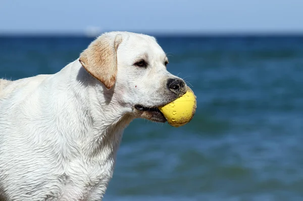 Gul Labrador Spelar Havet Sommar Porträtt — Stockfoto