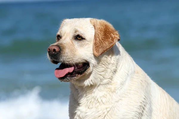Žlutý Labrador Hrát Moři Létě Portrét — Stock fotografie