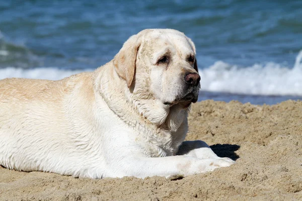 Gele Labrador Spelen Bij Zee Zomer Close — Stockfoto